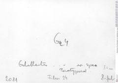 Historisches Foto (Rückseite) von Galatheites nov. spec (NHMW-AFW-GEO-BACHMAYER-FOTO-1990-0041-2081)